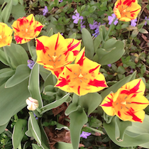 yellow flowers