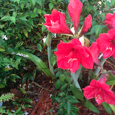 red flowers