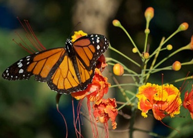 butterflies