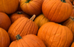 pumpkins