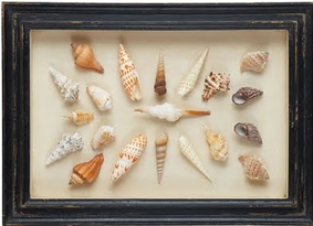 shell shadowbox