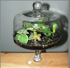 terrarium idea